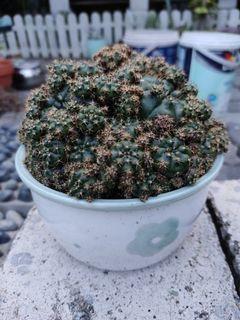 Green Damsii 10cm pot
