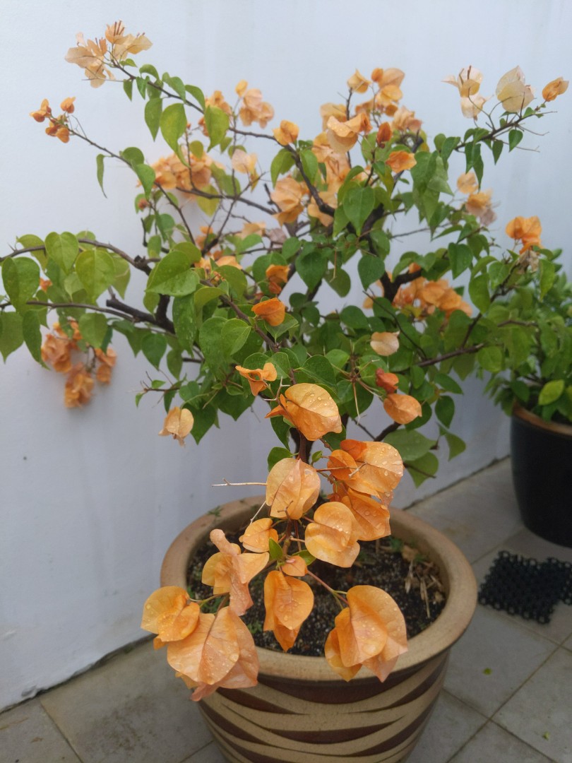 Nice Bougainvillea orange and purple, Furniture & Home Living, Gardening,  Plants & Seeds on Carousell