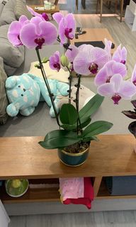 (Category: ) located in . Submitted by kaitlyntan (Listing ID 1159287547, Image 1). Description: .