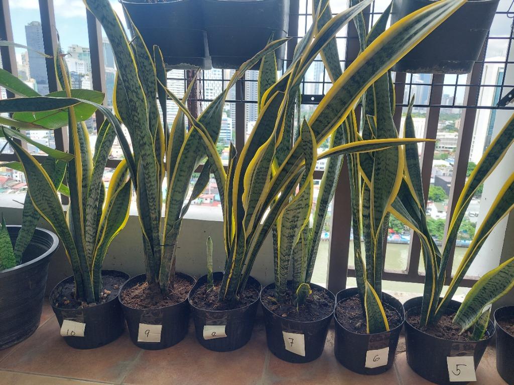 Snake Plants for Sale, Furniture & Home Living, Gardening, Plants