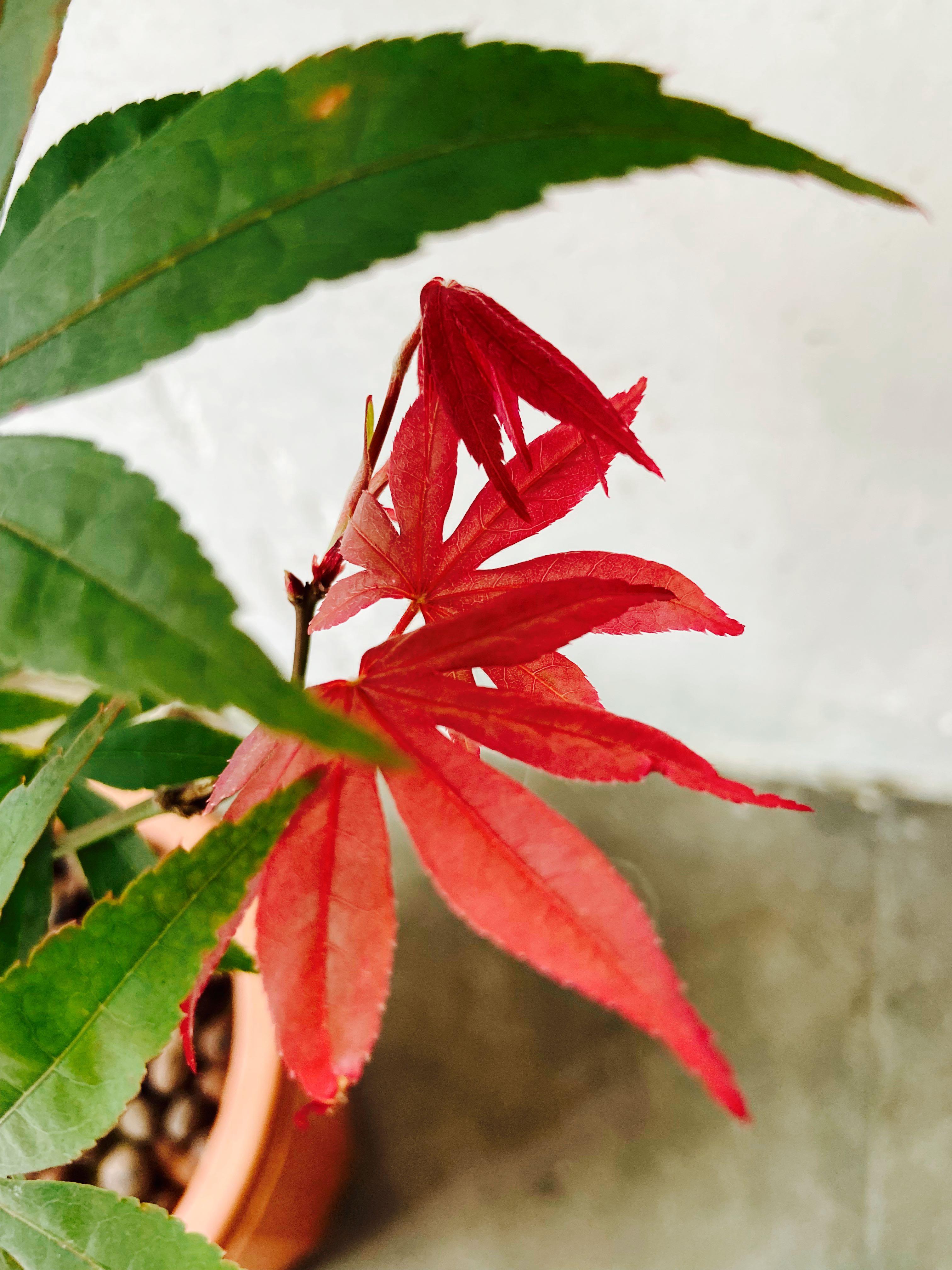 日本紅楓樹苗觀葉植物2色樹葉 已結果有種子3年苗japan Red Maple Tree With Seeds 傢俬 家居 園藝 植物及種子 Carousell 日本紅楓樹苗觀葉植物2色樹葉 已結果有種子3年苗japan Red Maple Tree With Seeds 傢俬 家居 園藝 植物及種子 Carousell