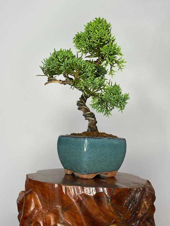 黒松盆栽　樹齢45年　黒松　赤松　真柏　モミジフラワー・リース