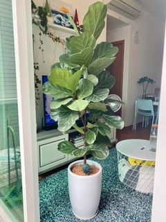 （分類：）位於 。 由 kopimuy 提交（商品編號 1159391313，圖片 1）。簡介： 。