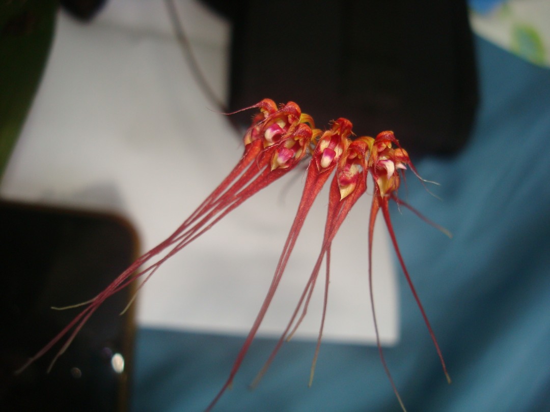 Gracillimum Bulbophyllum Orchid, Furniture & Home Living, Gardening ...