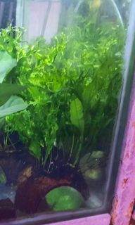 (Category: ) located in . Submitted by chathurangamdk (Listing ID 1159398387, Image 1). Description: .