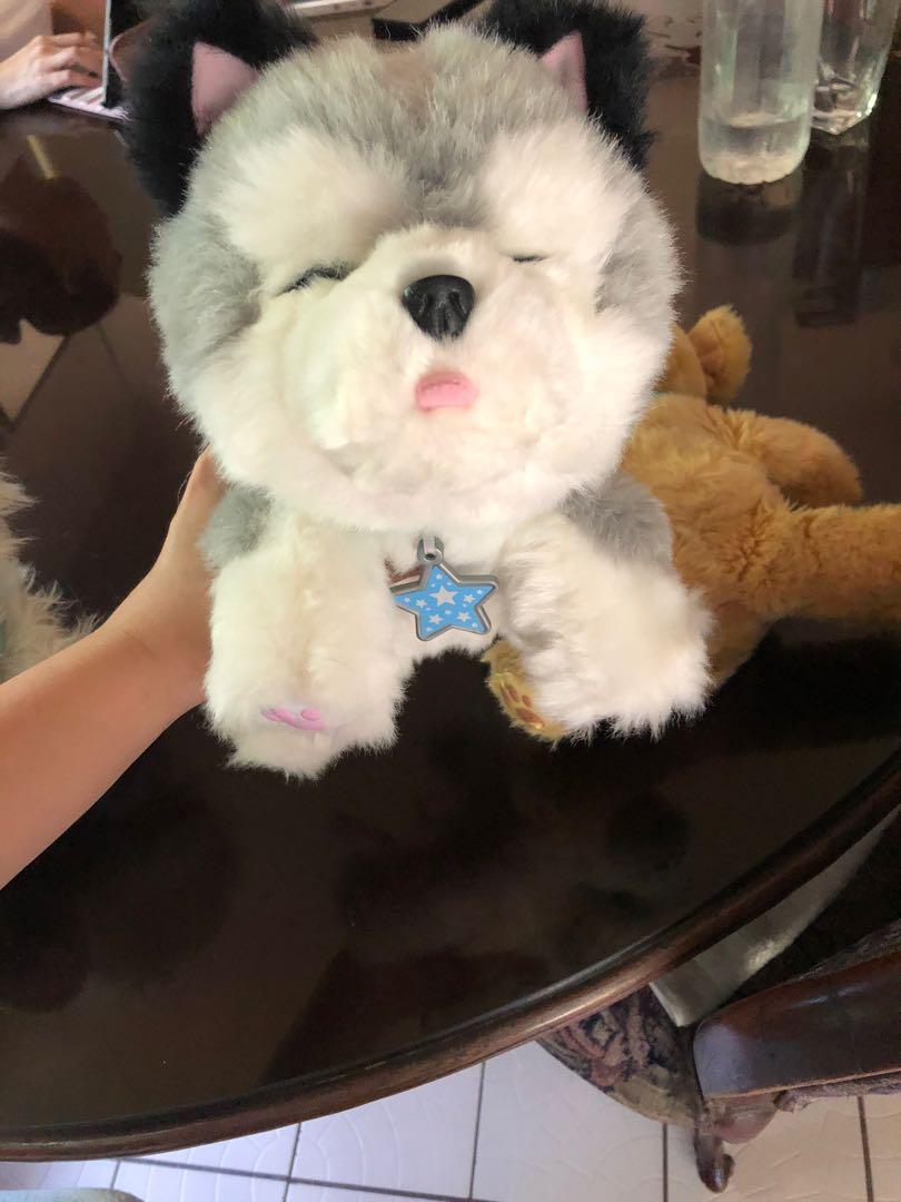 Husky little store live pets