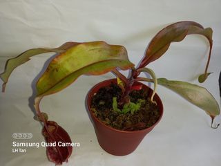 (Category: ) located in . Submitted by sgkillerplants (Listing ID 1159403510, Image 1). Description: .