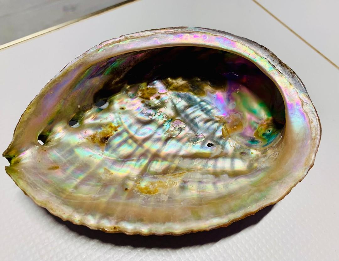 Awabi Shell Premium-grade abalone (awabi) shell from Japan, Everything Else on ...