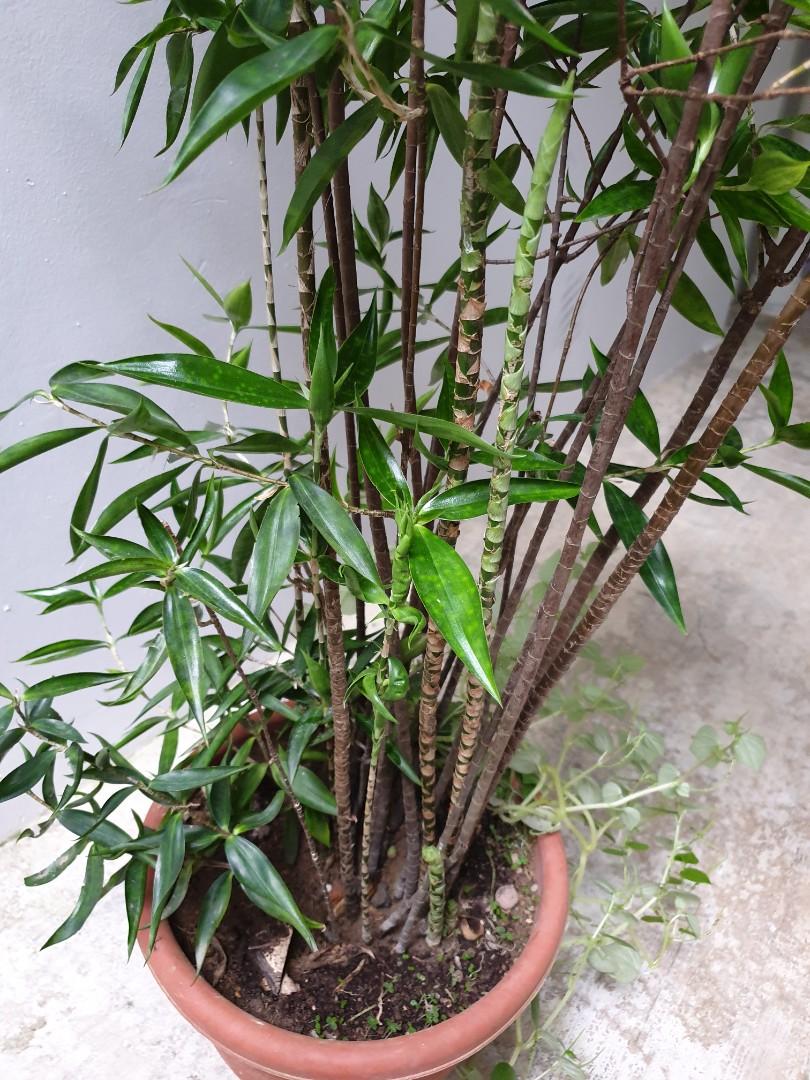 Tall Japanese Bamboo Plant (110cm), Furniture & Home Living, Gardening