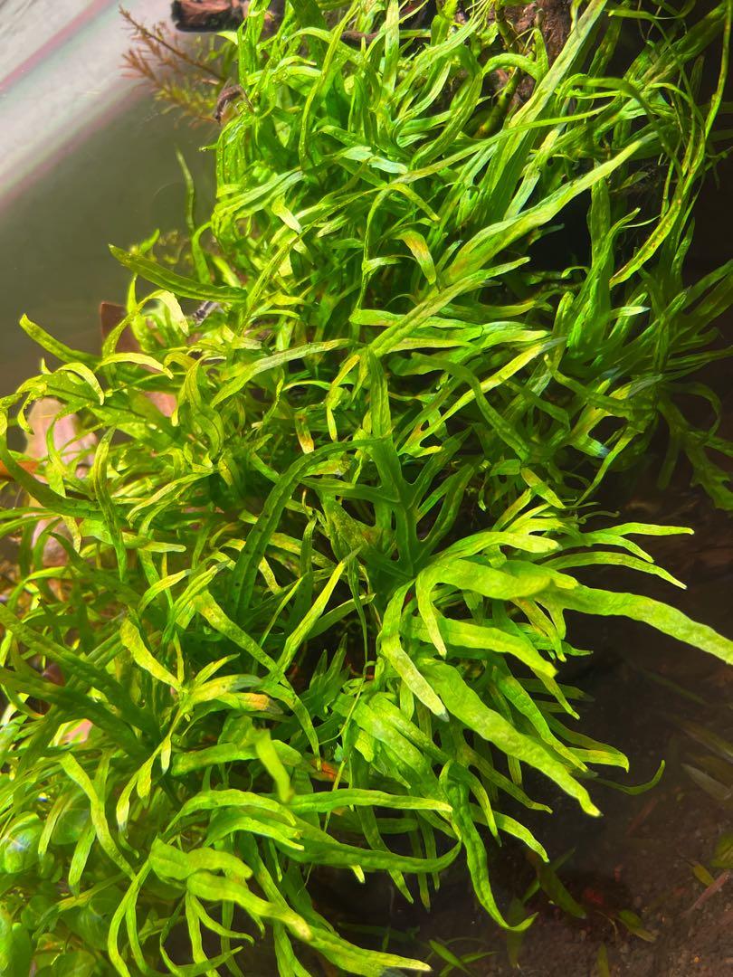 Trident java fern (Category: Plants & Seeds) located in Singapore. Submitted by tanhann (Listing ID 1034945610, Image 2). Description: Trident Java Fern (Microsorum pteropus var. “Trident”) is a fascinating variant of the classic Java Fern. This variant is distinctive for its narrow leaves that form trident-like formations instead of the straighter, broader leaves of the standard Java Fern. Care for this variant is identical to the classic Java F