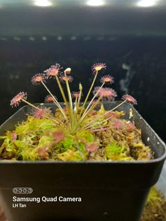 (Category: ) located in . Submitted by sgkillerplants (Listing ID 1159402738, Image 1). Description: .