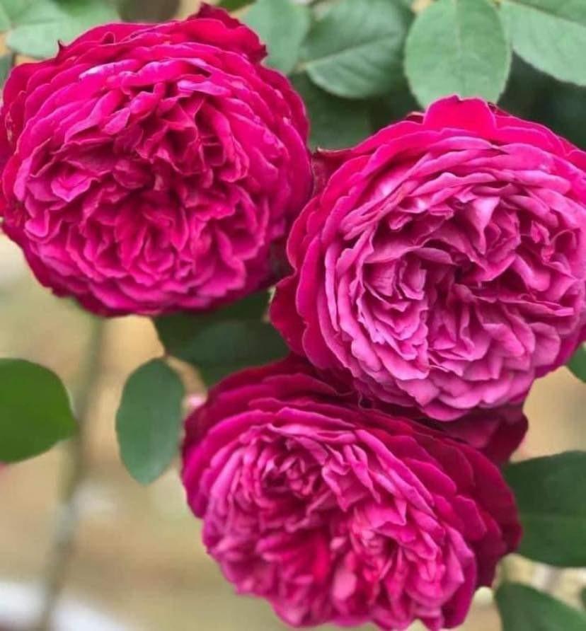 Jardin perfume