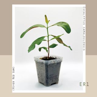 （分類：）位於 。 由 seedinglaw946 提交（商品編號 1156794775，圖片 1）。簡介： 。