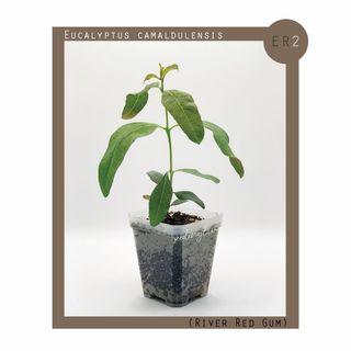 （分類：）位於 。 由 seedinglaw946 提交（商品編號 1156795060，圖片 1）。簡介： 。