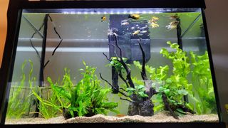 (Category: ) located in . Submitted by blumuu (Listing ID 1159679005, Image 1). Description: .