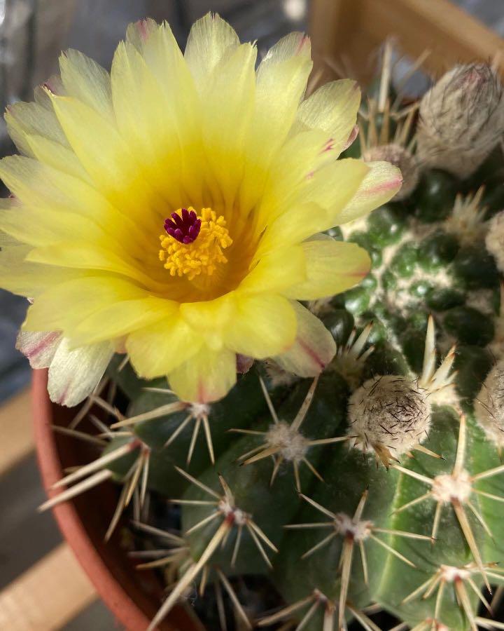 獅子丸仙人掌cactus , 傢俬＆家居, 園藝, 植物及種子- Carousell