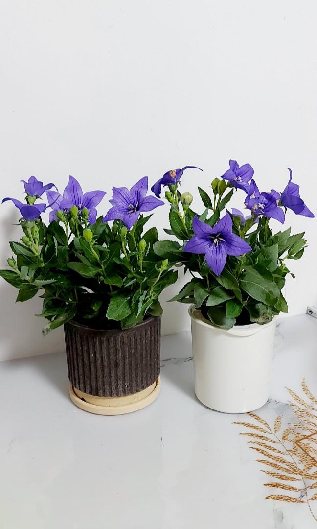 桔梗 桔梗又叫僧帽花 鈴鐺花 是草本植物 桔梗花同時具有著觀賞和藥用的雙重功效 所以是非常值得養殖的 傢俬 家居 園藝 盆栽 Carousell