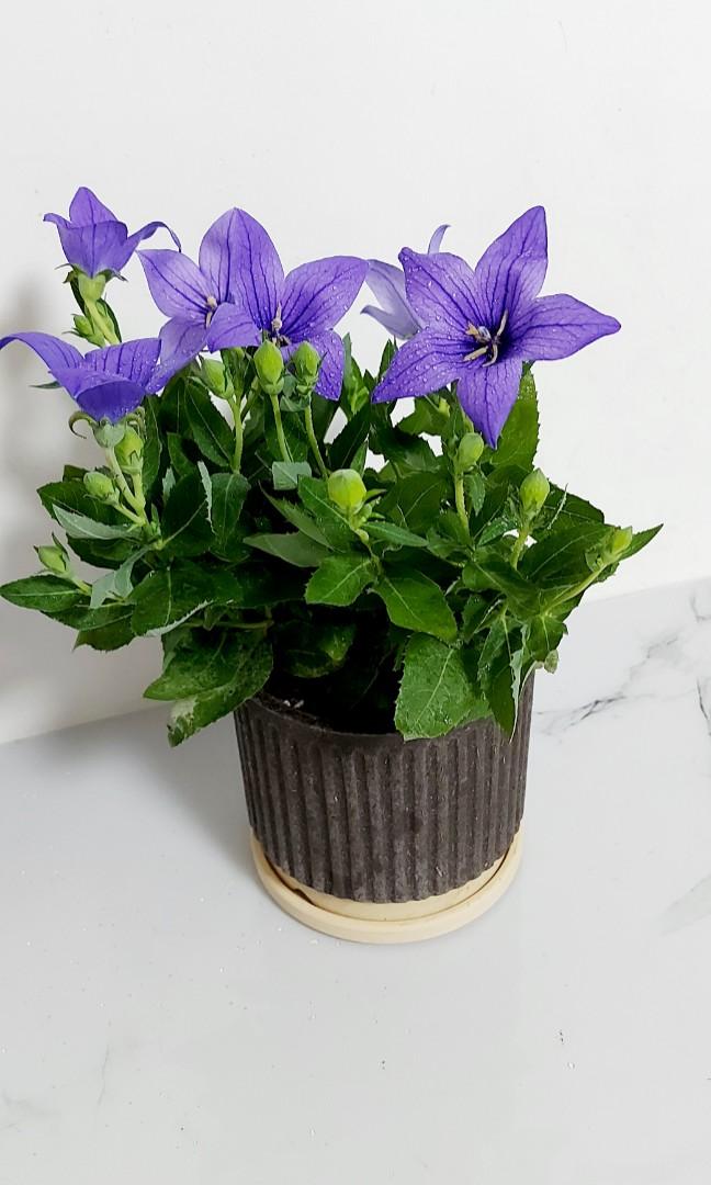 桔梗 桔梗又叫僧帽花 鈴鐺花 是草本植物 桔梗花同時具有著觀賞和藥用的雙重功效 所以是非常值得養殖的 傢俬 家居 園藝 盆栽 Carousell