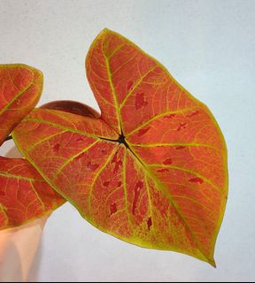 （分類：）位於 。 由 PHLPHL 提交（商品編號 1159702106，圖片 1）。簡介： 。