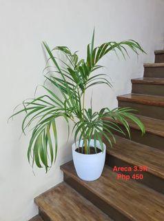 Areca Palm Indoor Plant (in 9 inch white Sandpot)