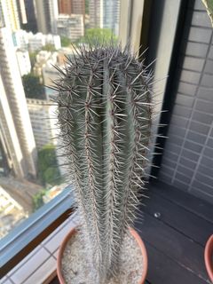（分類：）位於 。 由 tonsofthings 提交（商品編號 1159639251，圖片 1）。簡介： 。