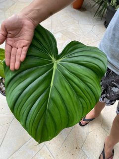 (Category: ) located in . Submitted by plantfever (Listing ID 1159564870, Image 1). Description: .
