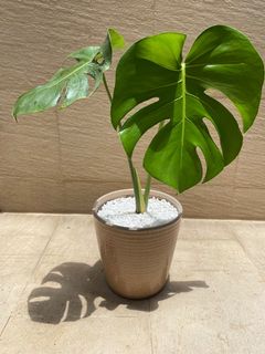 （分類：）位於 。 由 fredhk44 提交（商品編號 1159598247，圖片 1）。簡介： 。
