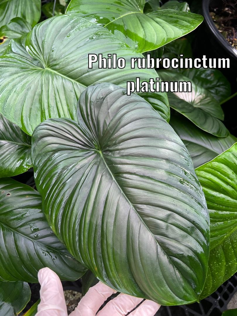 Philodendron Rubrocinctum Platinum, Furniture & Home Living, Gardening,  Plants & Seeds on Carousell