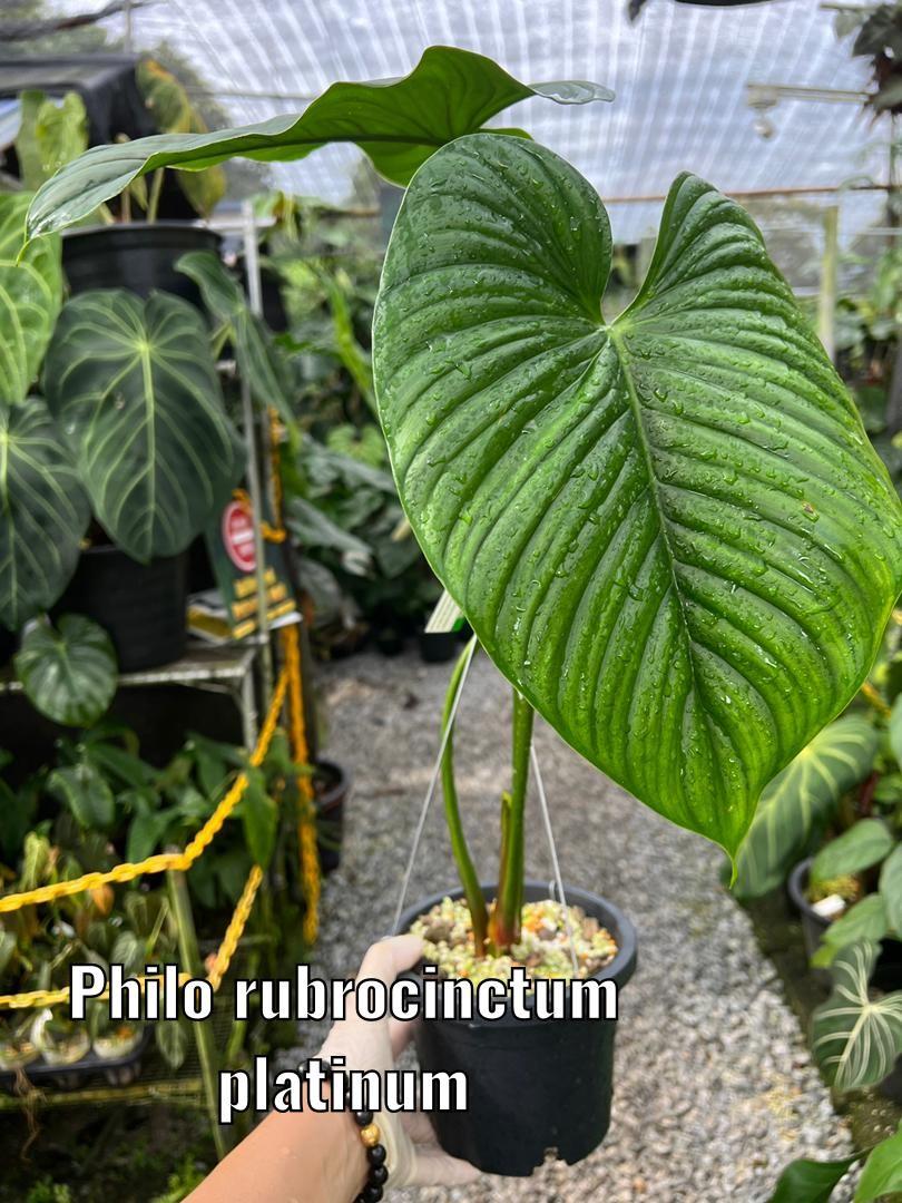white princess philodendron pink Costa Farms Pink Princess Philodendron House Plant in 1-Pack Planter main image 1
