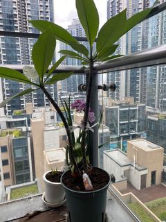 （分類：）位於 。 由 tange2017 提交（商品編號 1159652370，圖片 1）。簡介： 。
