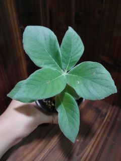 （分類：）位於 。 由 plantcific 提交（商品編號 1164018428，圖片 1）。簡介： 。
