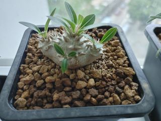 （分類：）位於 。 由 hkplanthk 提交（商品編號 1163928737，圖片 1）。簡介： 。