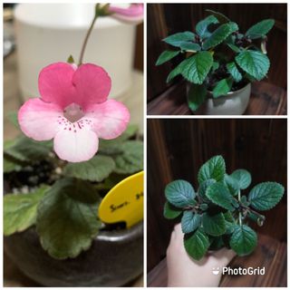 （分類：）位於 。 由 plantcific 提交（商品編號 1164015932，圖片 1）。簡介： 。