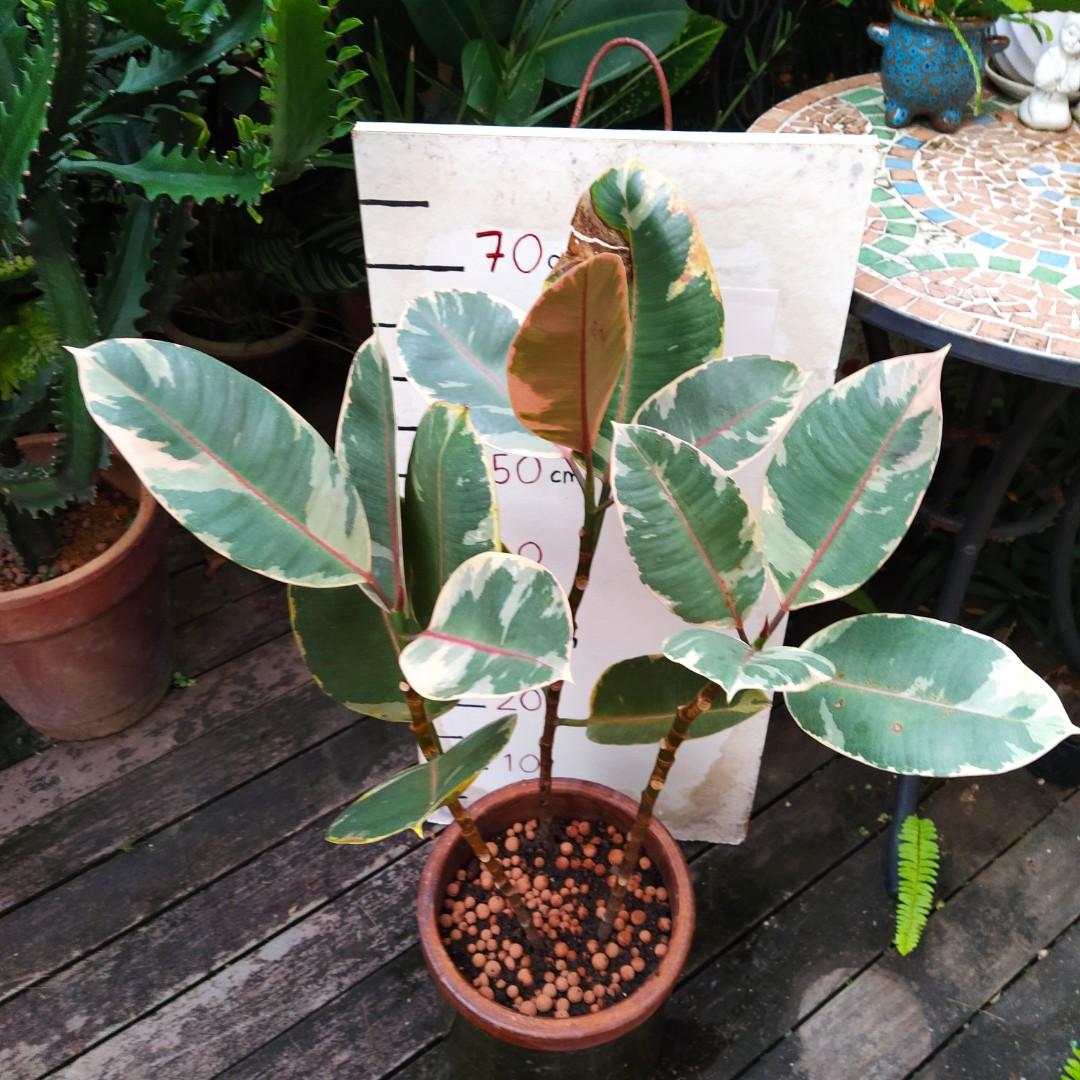 Ficus Elastica Red Ruby in a clay pot, Furniture & Home Living ...