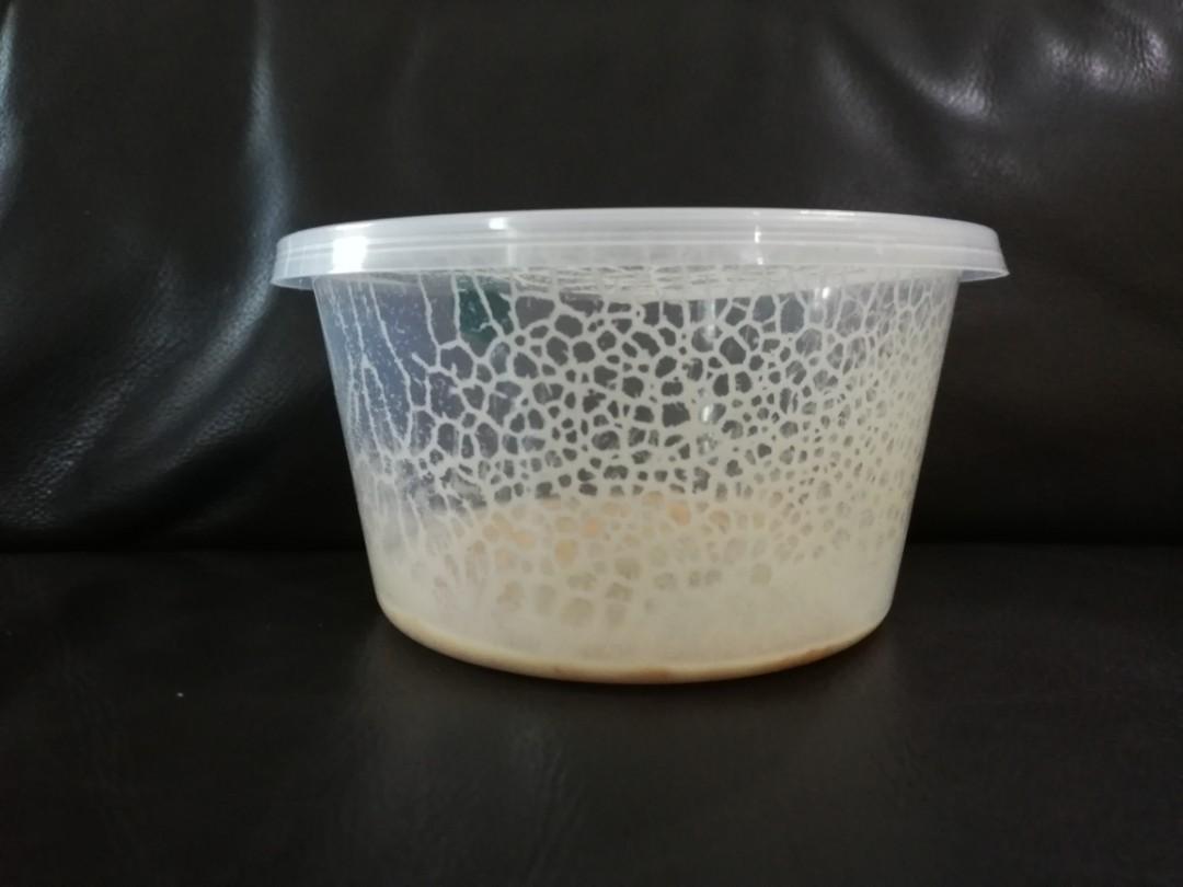 Microworms for betta fry discount