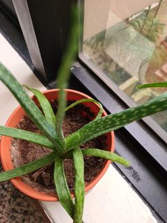 (Category: ) located in . Submitted by georgiachal (Listing ID 1163954956, Image 1). Description: .