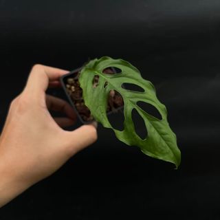 (Category: ) located in . Submitted by thebotanicalassembly (Listing ID 1163952396, Image 1). Description: .