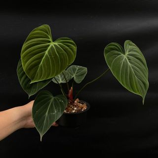 (Category: ) located in . Submitted by thebotanicalassembly (Listing ID 1163940536, Image 1). Description: .