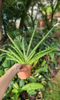 Sansevieria cylindrica boncel
