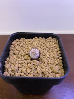 （分類：）位於 。 由 dandanplant 提交（商品編號 1165778886，圖片 1）。簡介： 。