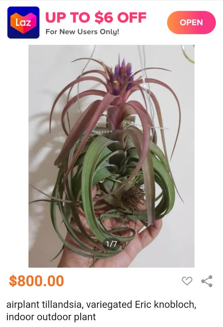 airplant_variegated_eric_knobl