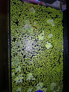(Category: ) located in . Submitted by cw1986 (Listing ID 1165805697, Image 1). Description: .