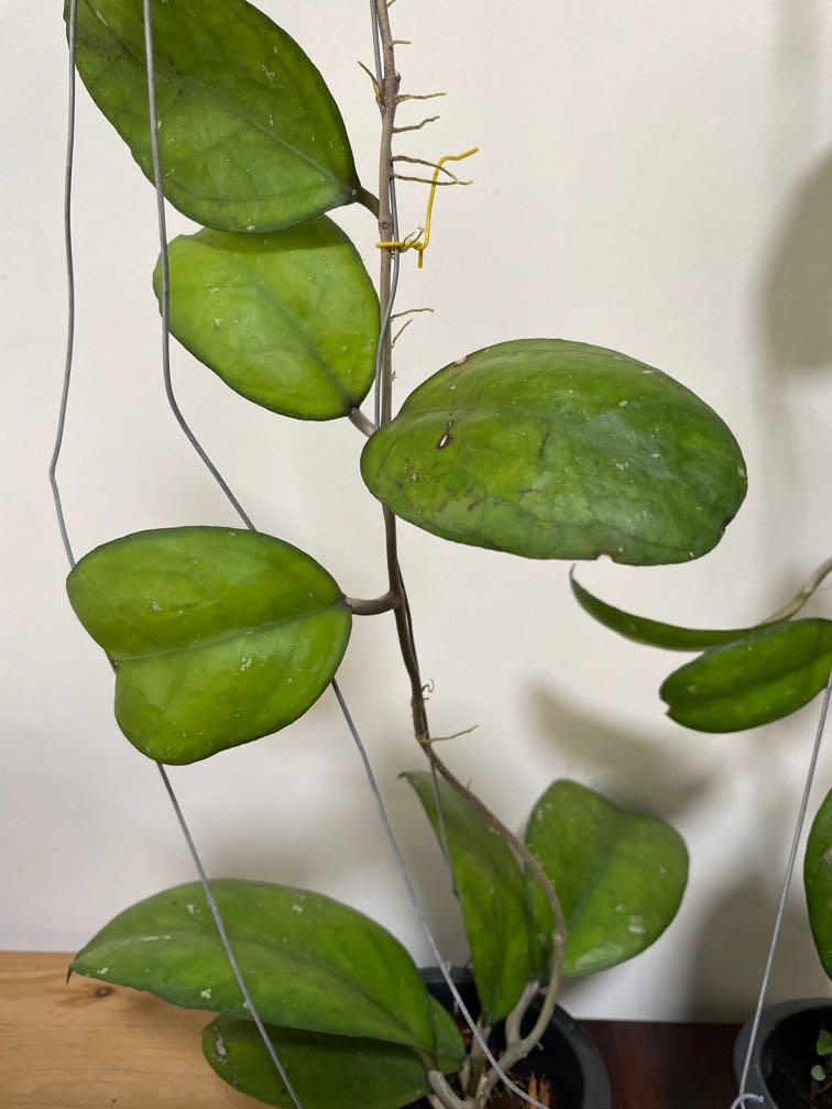 hoya cv joy 希少 レア品種 hoya cv joy 希少 レア品種