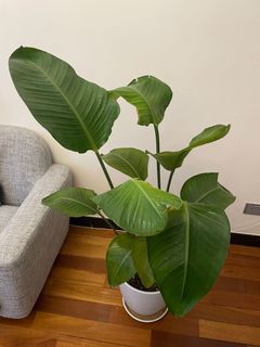 （分類：）位於 。 由 lylliade 提交（商品編號 1165741764，圖片 1）。簡介： 。
