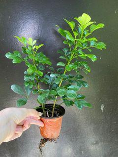 Sinamomo / Cinamomo / Aglaia Odorata 2 in 1 soft pot fragrant plant chinese perfume tree