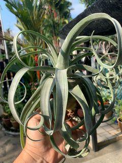 Stretophylla Star for sale !