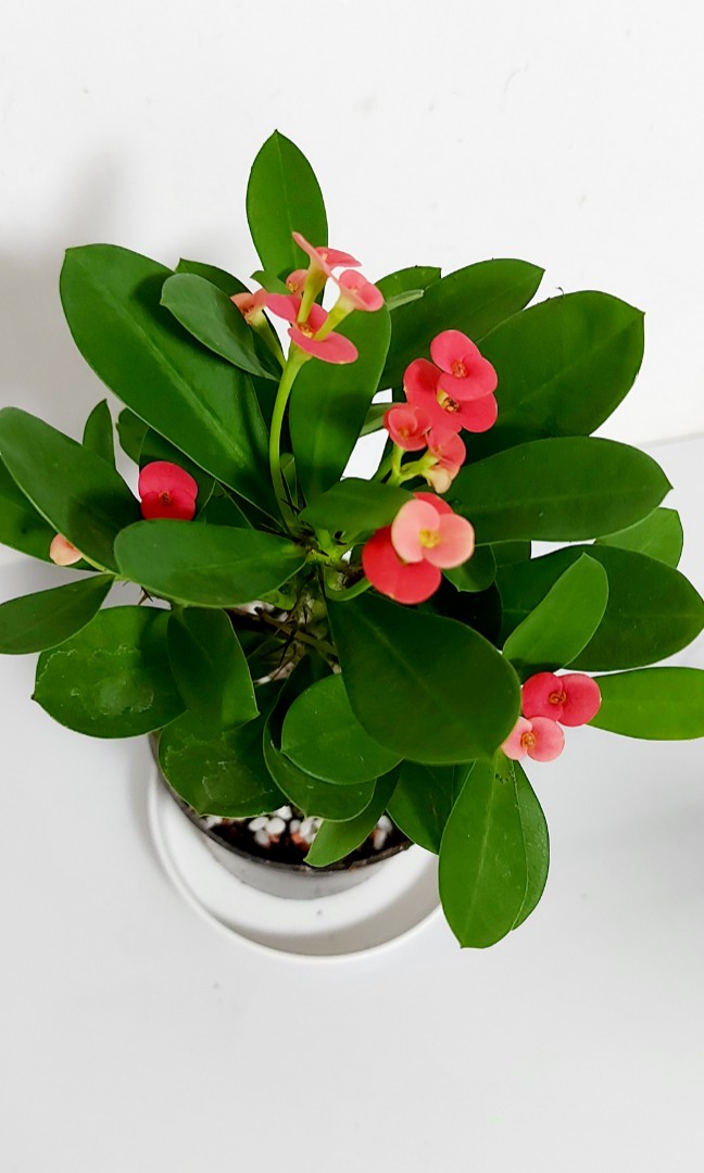 麒麟花 鐵海棠 麒麟花幾乎全年開花 花色鲜艷 開花期長 鲜艷精致的花给人一種優雅淡然的感覺 清新養眼 賞心悦目 而且麒麟花寓意吉祥如意 有辟邪 擋煞 解灾難的風水作用 適合室內養植 傢俬 家居 園藝 盆栽 Carousell