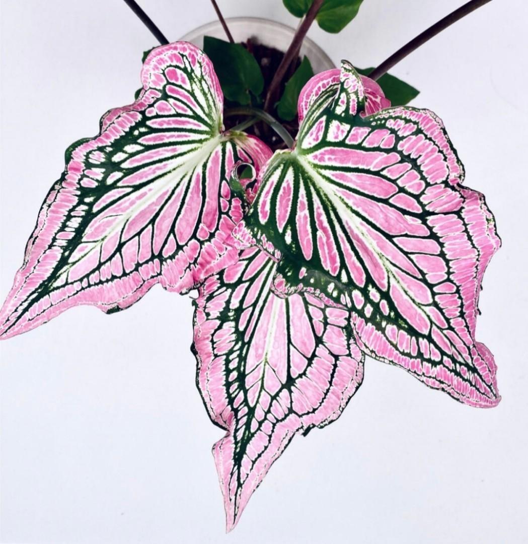 泰國美人彩葉芋caladium Thai Beauty 傢俬 家居 園藝 植物及種子 Carousell