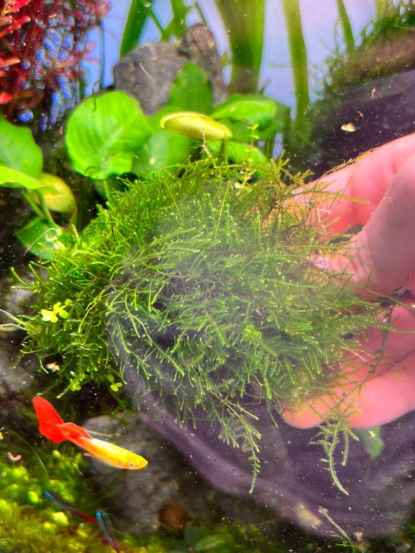 Java moss grow on seiryu rock maturely, Furniture & Home Living