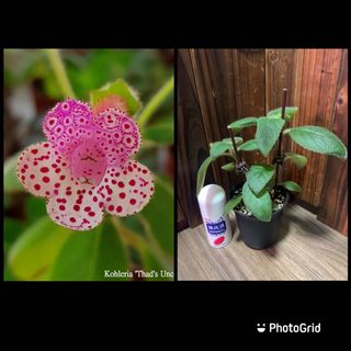 （分類：）位於 。 由 plantcific 提交（商品編號 1165926447，圖片 1）。簡介： 。